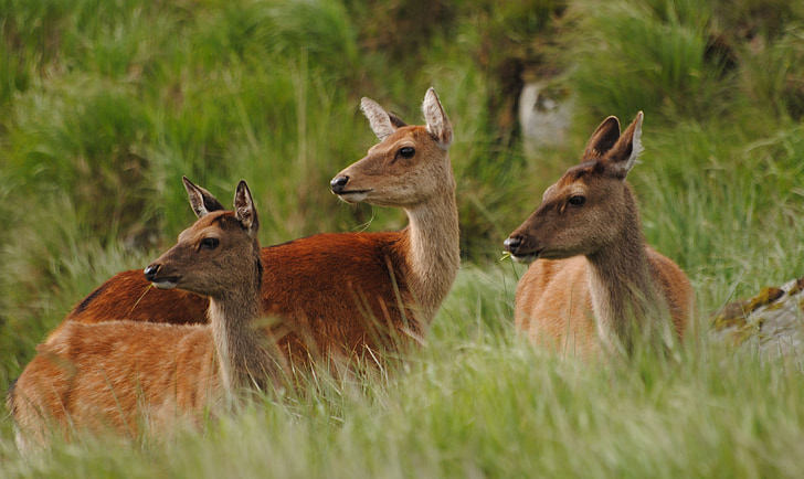 deer, hinds, female, sika