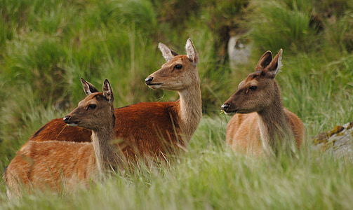 Deer, Hinds, nainen, sika