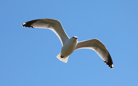 seagull, flying, bird, in flight, sky, nature, gull