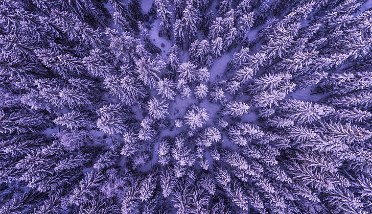 above, abstract, aerial, background, cold, color, conifer