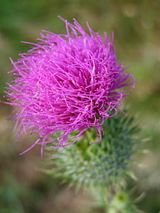 thistle, flower, pink, wild plant, cirsium, nature, flora