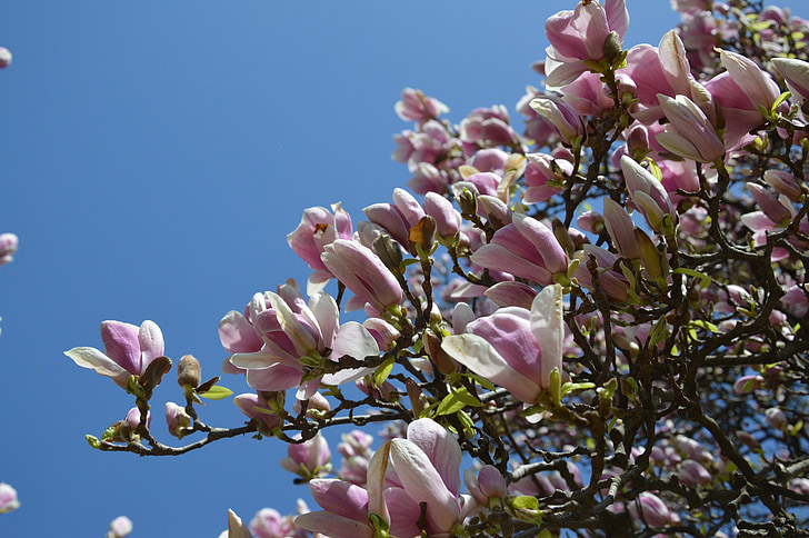 forår, Tulip tree, blomst, Bloom, Magnolia, Magnolia blomst, natur