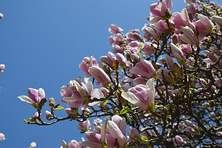 spring, tulip tree, flower, bloom, magnolia, magnolia flower, nature