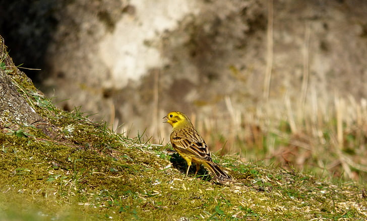 Strnad obecný, pták, žlutý pták, zahrada