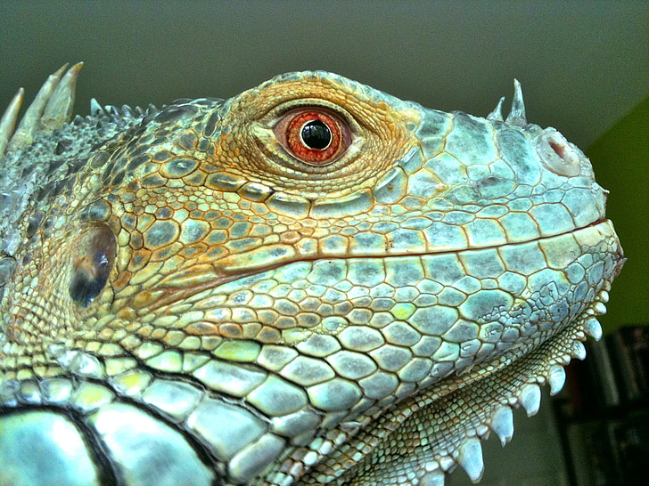 Iguana, reptil, ödla, grön, blå, skalor, profil
