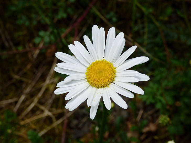 Daisy, vit, blomma, naturen