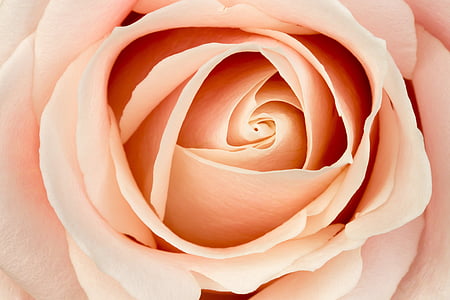 Rózsa, virág, makró, rózsaszín, Pink rose, virágok, Bloom
