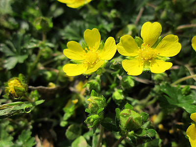 Potentilla neumanniana, våren FINGERÖRT, Fläckig cinque, Wildflower, Flora, Blomställning, makro