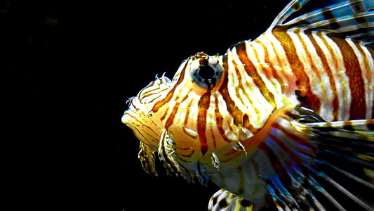 red fire fish, pacific rotfeuerfisch, show aquarium, striped, toxic, beautiful