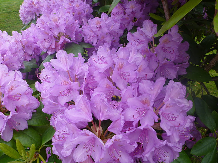 ดอกไม้, สีชมพู, สวน, สีเขียว, ฤดูใบไม้ผลิ, โรงงาน, ดอก