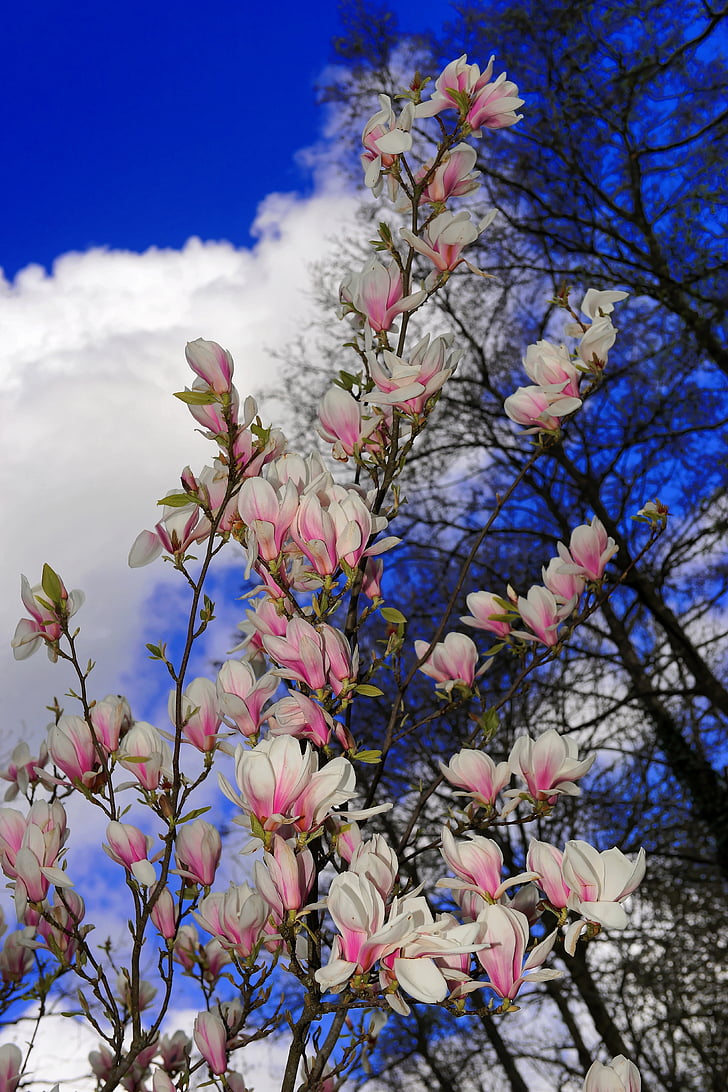 Magnolia, bloemen, wit, lente, natuur, volle bloei, blütenmeer