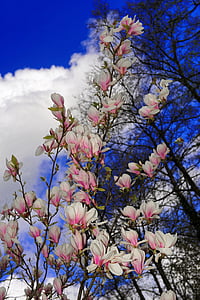Magnolia, virágok, fehér, tavaszi, természet, teljes virágzás, blütenmeer