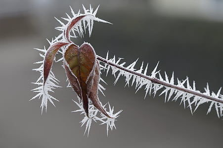 Frost, külmutatud, jää, talvel, külm, loodus, lehed