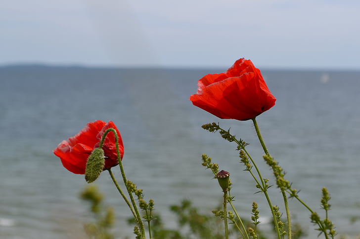 klatschmohn, Лето, красный, цветок, Природа, пейзаж, побережье