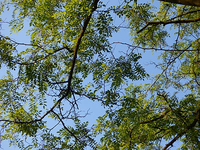 tree, foliage, branches, clearances, sky, nature, green