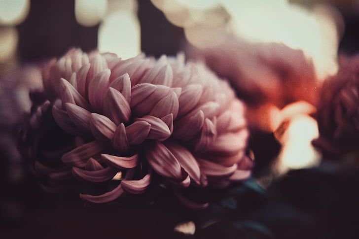 rosa, fiore, fotografia, petalo del fiore, floreale, Close-up, adulto
