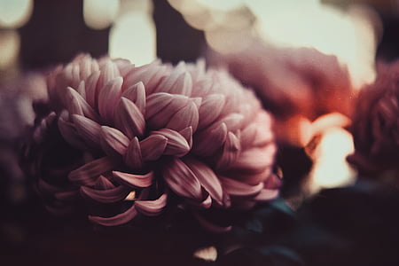 Rosa, blomma, fotografering, blomma kronblad, blommig, närbild, vuxen