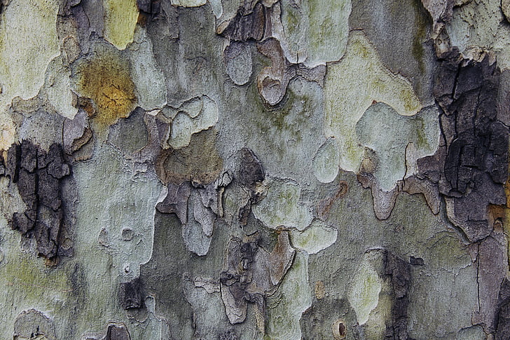 árbol, Fondo, textura, colores, natural, tejido madera, verde