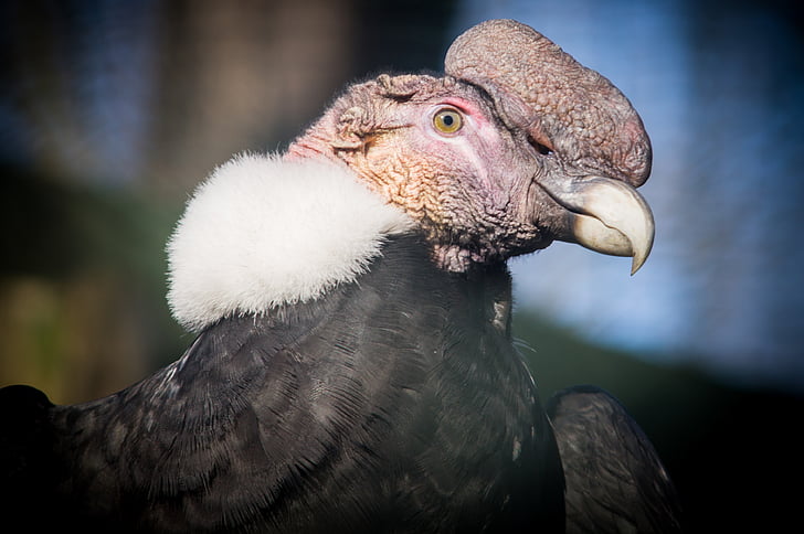 Andien condor, Condor, Raptor, Etelä-Amerikka, Bill, Keski-Amerikka, scavengers