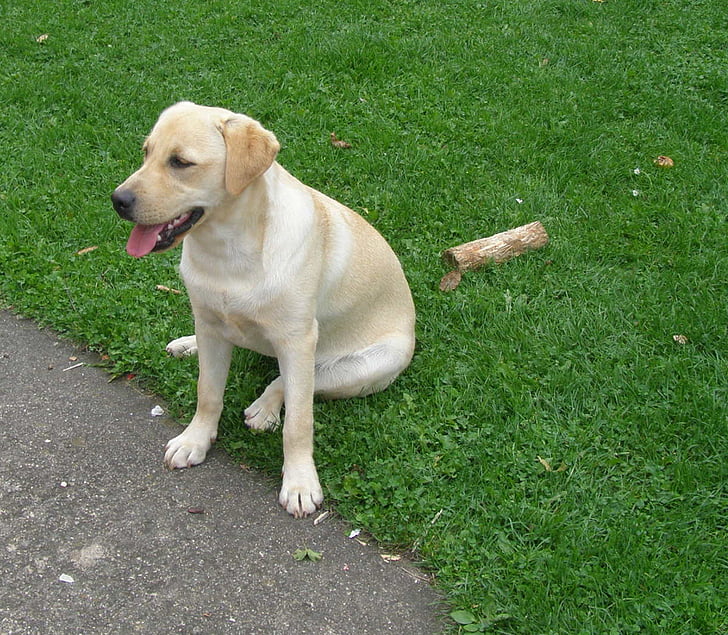 câine, Labrador retriever, animale, zâmbet, în aer liber