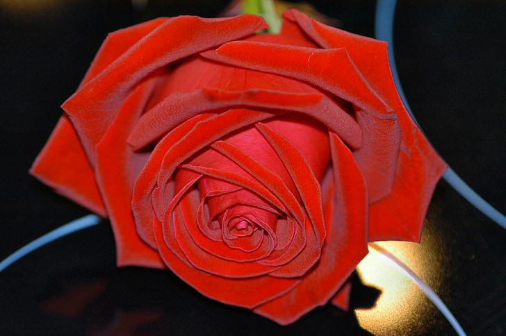 Rose, ogledalo, noč, rdeče vrtnice