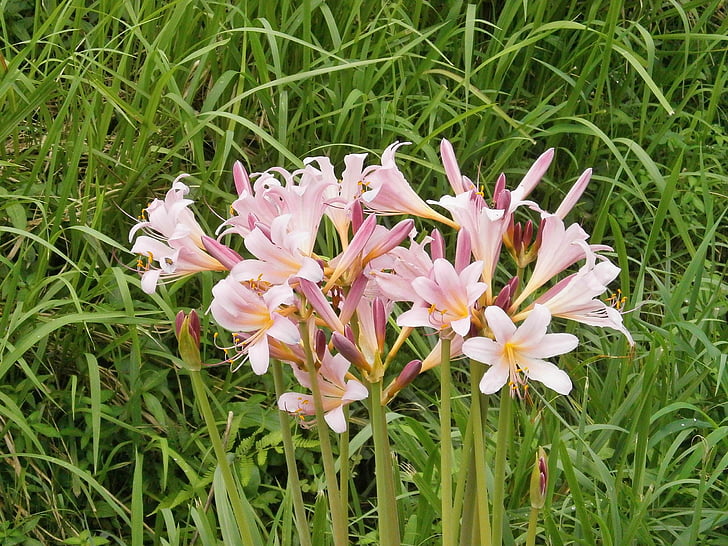 sladkého drievka, Amaryllidaceae rodov, lycoris squamigera, Amaryllidaceae, ružový kvet, letné kvety, Príroda