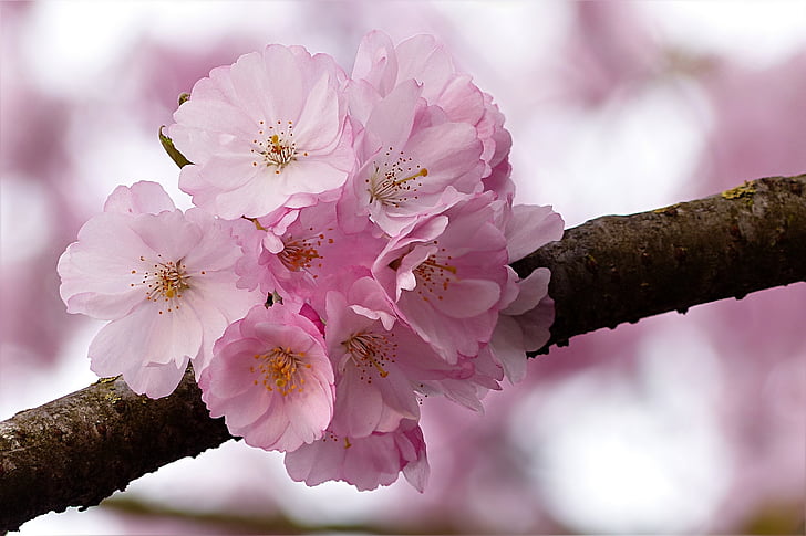 Cerisier japonais, Rose, arbre, Prunus serrulata, printemps, nature, couleur rose