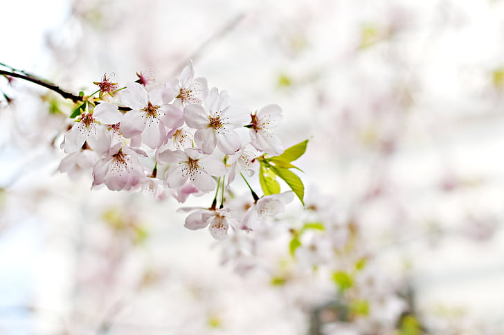 white, flowers, blossoms, trees, branches, nature, blossom