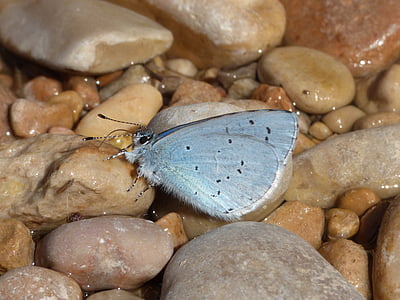Motyl, turkus morza Śródziemnego, Modraszek melanops, napój, Líbar, kamieni rzecznych, wody