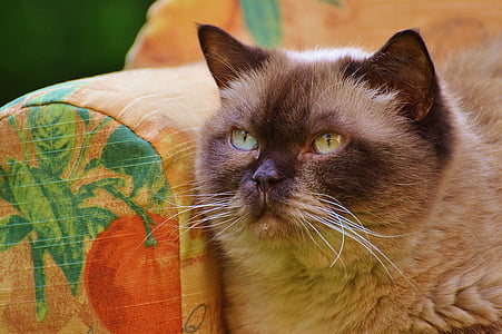 Диван, дивані, кішка, Британська короткошерста, чистокровні верхові, хутро, коричневий