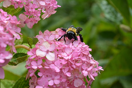 abelha, flor, natureza, inseto, jardim, pólen, Primavera