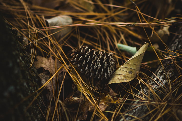 grey, pine, cone, beside, withered, leaves, stems