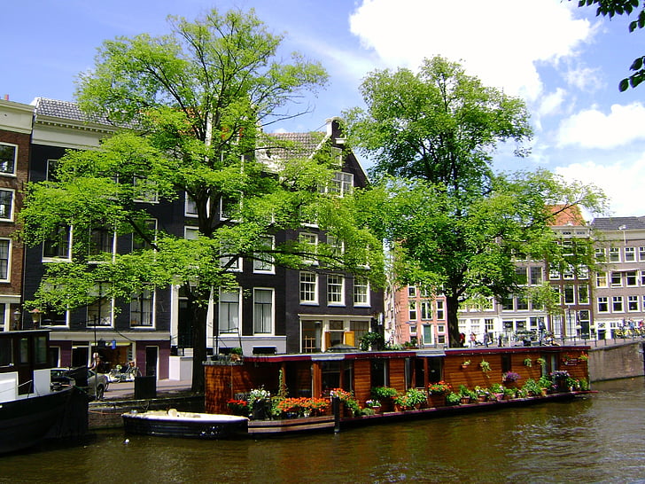 albero, barca, fiume, canale, Amsterdam, acqua, natura