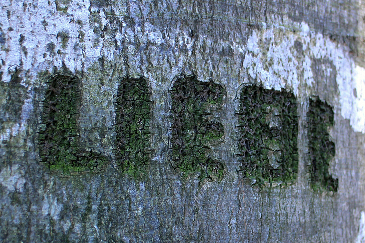 albero, intagliato, nome, simbolo, inciso, eingeritzter albero, corteccia di albero