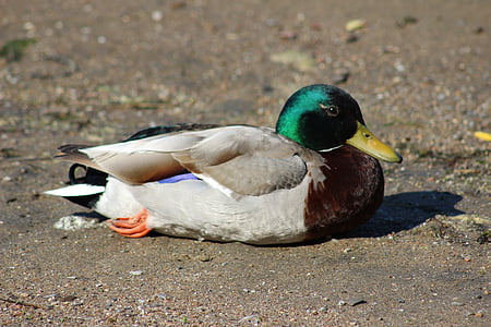 Duck, lind, loodus, looma, looduslike, Sinikael-part, Wildlife