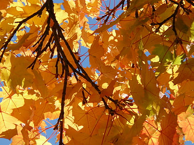 pobočky, větev, estetické, podzim, Omalovánky, žlutá, oranžová