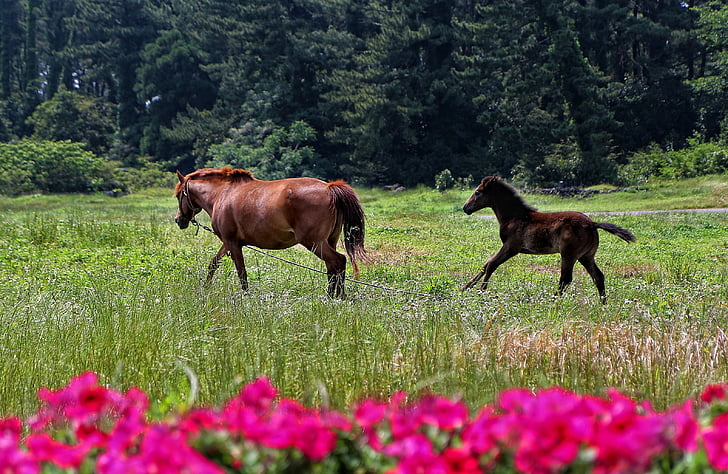 馬, jejuma, 韓国済州島, 旅行, 観光, 花, 春