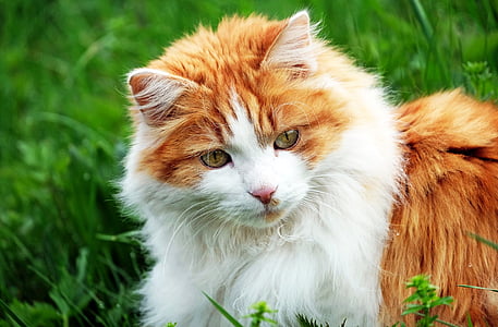 кішка, червоний, Скумбрія, mieze, Симпатичний, трава, тварини