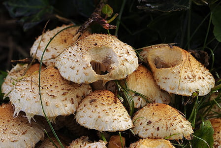 mushrooms, mushroom group, forest, forest mushrooms, fungal species