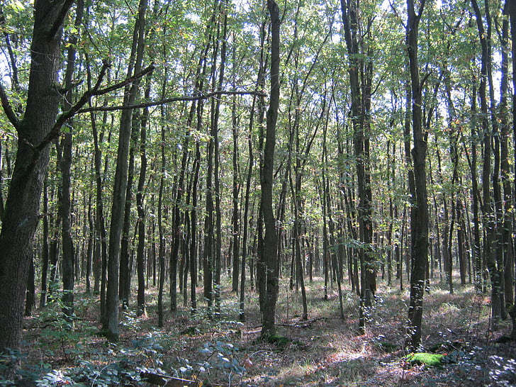 Oak forest, Syksy, syntyy, Ruska, värit syksyllä, syksyn lehtiä, kultainen syksy