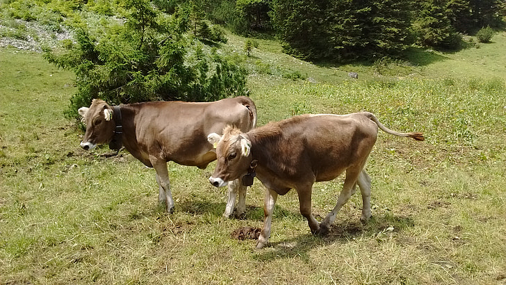 Allgäu, krowa, krowy, Wołowina, bydło, góry, Latem