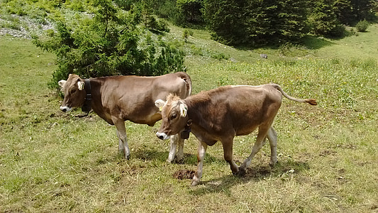 Allgäu, krava, kravy, hovädzie mäso, hovädzí dobytok, hory, letné
