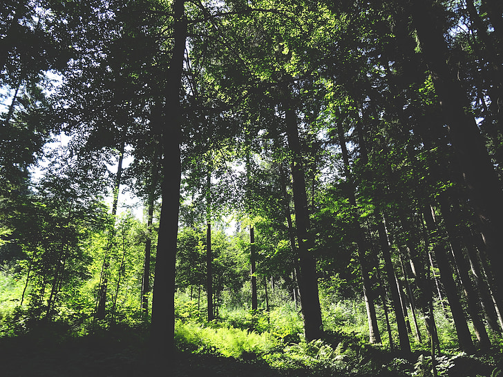 green, trees, plants, nature, forest, woods, outdoors
