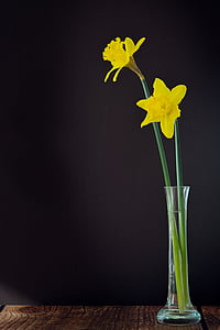 daffodils, yellow, flowers, flower, yellow flower, spring flower, schnittblume