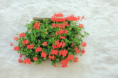 flores, planta, Geranio, ventana, pendiente geranien, rojo