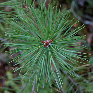 pine, conifer, growth point, shoot