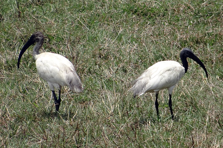 Black-headed ibis, orientalsk hvid ibis, threskiornis melanocephalus, vadefugl, fugl, Ibis, threskiornithidae
