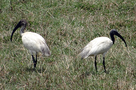 ibis Kokmeeuw, Oosterse witte ibis, Threskiornis melanocephalus, Wader, vogel, Ibis, ibissen en lepelaars