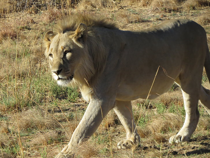 savannah, africa, lion