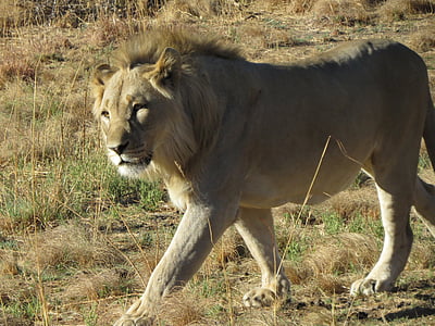 savane, l’Afrique, Lion